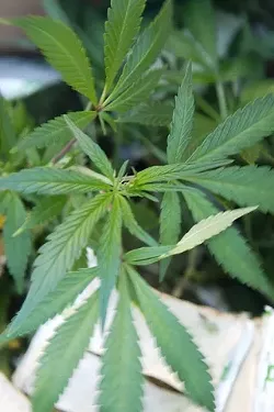 SPECIAL DELIVERY : Since a Morro Bay medical marijuana dispensary was shut down earlier this year, Central Coast patients seeking cannabis have had to look outside of San Luis Obispo County's borders, but online-based deliveries could change that. - FILE PHOTO