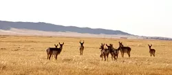 BORN FREE : Referring to Clintons 2001 proclamation as the "Land Grab," ranchers point to their tradition of keeping non-domesticated antelope herds as evidence of their dedication to preserving wild Carrizo. Before the proclamation, poachers literally had to risk their lives trespassing to kill these animals. - PHOTO BY JESSE ACOSTA