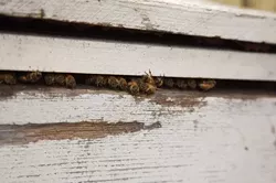 TAKE A PEEK : At their peak, a hive can be home to 50,000 bees, which pollinate almonds, avocados, and more locally. - PHOTO BY JESSE ACOSTA