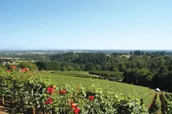 WAIT, THAT ISN'T CALIFORNIA! : Take a long look, locals. This is what Oregon's wine country looks like. But before you decide to pick a fight, taste some of what our northern neighbor has to offer. - PHOTO BY DAN HARDESTY