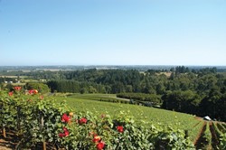 WAIT, THAT ISN'T CALIFORNIA! :  Take a long look, locals. This is what Oregon's wine country looks like. But before you decide to pick a fight, taste some of what our northern neighbor has to offer. - PHOTO BY DAN HARDESTY