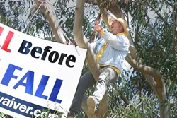 I SPEAK FOR THE TREES: Joey Racano was arrested for trespassing after voicing his opposition to the Los Osos sewer project from this tree on July 7. The charges were dropped this week after a map showed that the tree was on public property. - FILE PHOTO BY CHRISTOPHER GARDNER