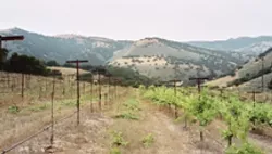 GRAFTED! : When this photo of Minetti Vineyard was taken last year, the vines on the left had just been grafted to Syrah and the vines on the right had yet to be grafted. James Ontiveros expects his first harvest there for fall 2008. - PHOTO COURTESY OF PAUL WILKENS