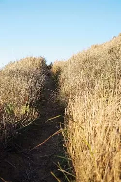 INFIDELS! : "It is a very serious problem actually that is an understatement," a local ecologist said of widespread African veldt grass infestation in the coastal dunes habitat. This aggressive and invasive clump weed will try to choke out freshly planted native scrub once the eucalyptus is removed in a restoration effort. - PHOTO BY JESSE ACOSTA