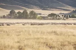 RUNNING WILD : Some locals claim that a monstrous herd of sheep sometimes obstructs the road and invades the monument. They say so-called "sheep money," paid to the CSD, keeps the woolen critters off the regulatory radar. - PHOTO BY JESSE ACOSTA