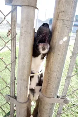 HOWL : During the trial, Animal Services volunteers complained that the department treated the Walsh dogs like evidence, sometimes packing them into outdoor kennels or small quarantine rooms. This dog not one of Walshs waits in one of the outdoor kennels while trustees clean his cage. - PHOTO BY JESSE ACOSTA