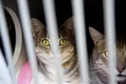 NO KILL? : A news story reporting that animals at the Hwy. 1 shelter never underwent euthanasia fueled an outburst of abandonment cases in 2005. Straining the resources of an overworked and undermanned volunteer staff, the overflow of animals triggered higher euthanasia rates, according to long-term volunteers. - PHOTO BY JESSE ACOSTA