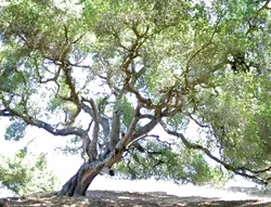 LANDMARK TREES : Much of SLO Countys oak woodlands are on private land, which has led to controversy over the best way to protect them. - PHOTO BY JESSE ACOSTA