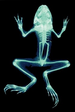NOT REAL :  Digital Frog links virtual dissections to physiological and ecological information, offering views such as x-rays that aren't available to typical students. - IMAGE COURTESY OF DIGITAL FROG INTERNATIONAL