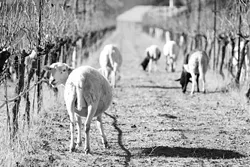 NATURE'S GARDEN TOOLS : John Alban of Alban Vineyards in Edna Valley believes in good wine and good stewardship of the land. That's why he no longer mows his cover crops--he lets sheep do the work. - PHOTO BY STEVE E. MILLER