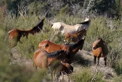 RUNNING FREE : The mustangs at Black Mountain are the only wild horses in Coastal California. - PHOTO BY CHRISTOPHER GARDNER