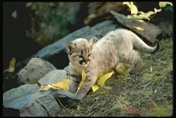 THE YOUNG LIONS : Mountain lion kittens, like their mother, need meat to survive. Three-fourths of young lions don’t live to see their second birthday. - PHOTO COURTESY OF MOUNTAIN LION FOUNDATION