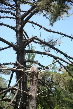GOING AND GONE : Dead and dying Monterey pines provide a source of ladder fuels. A common brush fire, once limited to the forest floor, can reach the canopy by climbing dried limbs. - PHOTO BY JESSE ACOSTA