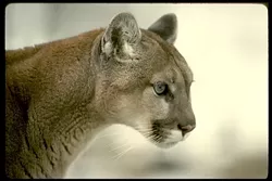 AMERICA’S LION : These secretive, solitary predators require large areas of natural habitat with deer, and prefer to avoid humans. - PHOTO COURTESY OF MOUNTAIN LION FOUNDATION