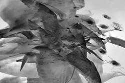 BIRDS OF A FEATHER: This photo of a flock of birds was taken by Kendler from the deck of the Polargirl on the way to see the Nordenskiold glacier off the coast of Greenland. It’s part of the collaborative One Hour of Birds project. - PHOTO COURTESY OF JENNY KENDLER