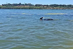 GIGGLE CITY: There’s something about being this close to sea otters that makes me laugh with joy. It’s an uncontrollable urge. - PHOTO BY CAMILLIA LANHAM