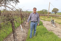 PLUCKED:  Dana Merrill, an early proponent of the water district, stands next to his vineyard east of Templeton. - PHOTO BY DYLAN HONEA-BAUMANN