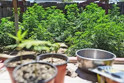 SEEING GREEN: Changing attitudes toward commercial medical marijuana operations in Grover Beach could mean a potentially lucrative opportunity for the city and businesses looking to operate in the city. - FILE PHOTO BY KAORI FUNAHASHI