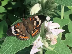 ALL EYES ON YOU : A common buckeye (junonia coenia). - PHOTO BY TREVER DIAS