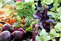 DRY TIMES: Selecting vegetables like squash means you can keep your garden even in drought conditions. Lettuce, however, is a “cool season” veggie and needs more water. - PHOTO BY DYLAN HONEA-BAUMANN
