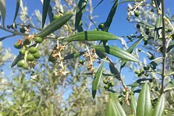 BEST BUDS: Templeton-based olive farm The Groves on 41 is currently in the happy throes of bud break. - PHOTO COURTESY OF THE GROVES ON 41