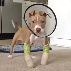 DOWN, BUT NOT OUT: Hercules the puppy was found abandoned on the side of the freeway in North County, hobbling on legs that were growing bent due to malnourishment. After his foster mama intervened, Hercules’ front legs spent a few weeks in casts, and they are now growing straight and strong. - PHOTO COURTESY OF RYAH COOLEY