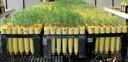 NEXT GEN: Greenspace, The Cambria Land Trust, will be selling Monterey pine tree saplings at the upcoming Arbor Day Festival on April 30. - PHOTO COURTESY OF GREENSPACE