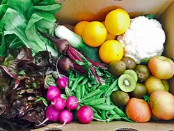 FARM TO HOME: In its fourth year, Talley Farms Fresh Harvest delivers a variety of boxes of fresh fruits and vegetables to homes from Paso Robles to Orcutt. They’ll soon be expanding into south Buellton, Santa Ynez, and Lompoc. - PHOTO COURTESY OF ANDREA CHAVEZ