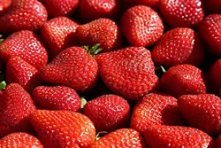 PRIZED BERRY: Although per-capita strawberry consumption in the U.S. has doubled in the last 20 years, it’s not necessarily the acreage of strawberry fields causing a labor shortage in California. The Mexico-to-U.S. migration pattern that once supplied labor in abundance has stagnated and changed directions. - PHOTO BY DYLAN HONEA-BAUMANN