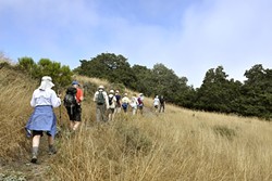 MEMBERS ONLY :  A group of Land Conservancy of SLO County members/supporters checks out some of the Pismo Preserve&rsquo;s trails on a members-only hike on a recent Wednesday. - PHOTO BY CAMILLIA LANHAM