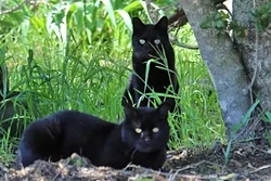 OUT OF CONTROL: A colony of feral black cats lives in Santa Margarita next to the railroad tracks. The “clip” on its ear signifies that it’s been spayed or neutered. Local animal organizations in North County are working hard to curb escalating feral cat populations with “trap, neuter, and release” programs. - PHOTO BY DYLAN HONEA-BAUMANN