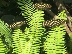 IN THREES : Three zebra longwings (heliconius charitonia). - PHOTO BY TREVER DIAS