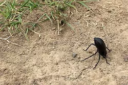 BEWARE THE BEETLE: If you’re a pinacate beetle, this is a defensive position. - PHOTO BY TREVER DIAS