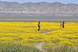 FLOWERS FOR DAYS:  The Carrizo Plain National Monument is accessible via Soda Lake Road, and during the springtime there seems to be flowers for miles. It&rsquo;s not in North County, but you do need to drive over the grade before you head east. - PHOTO BY CAMILLIA LANHAM