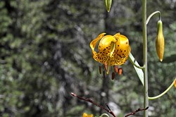 NATURE&rsquo;S BEST:  Wild tiger lilies hide in the tall grass beneath the pine that line the shoreline of Grass Lake. - PHOTO BY CAMILLIA LANHAM