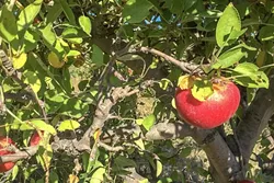PICKIN' SEASON: Apples are ready to be plucked from their branches, so pick your own at places like SLO Creek Farms. - PHOTO BY TREVER DIAS