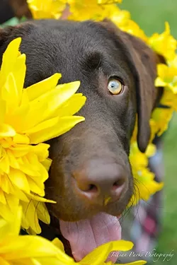 PEEK-A-BOO: A lab frolics in the flowers in 'Ness.' - PHOTO COURTESY OF JILLIAN PARKS