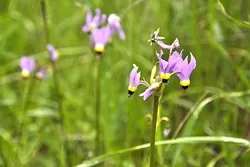 PURPLE POWER: Shooting stars scream, “Spring is almost here!” in patches of white, pink, and purple along the Adobe Trail, which heads into Los Padres National Forest from Highway 166. - PHOTO BY CAMILLIA LANHAM