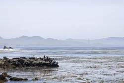 HAZY LOOKOUT: Morro Bay appears ghostlike from the Estero Bluffs, enshrouded in fog trying desperately to burn off. - PHOTO BY CAMILLIA LANHAM