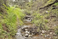 WATER?: Yes, it’s here. It’s finally here. This seasonal creek is flowing through the canyon that Adobe Trail drops hikers in and out of on its way up to Twin Rocks Road—which is more of a Jeep trail than a road. - PHOTO BY CAMILLIA LANHAM