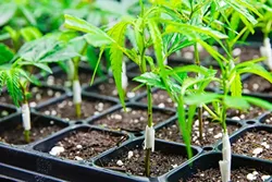 FROM SEED: Wright uses genetics to create cannabis strains with certain ratios of THC to CBD to help benefit patient needs. He’s concerned about the future of medical marijuana access in California. - PHOTO BY JAYSON MELLOM