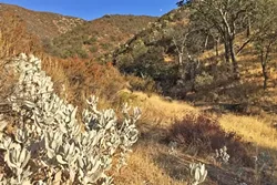 NEIGHBORING COMMUNITIES: Chaparral on the left, oak woodland on the right. - PHOTO BY TREVER DIAS