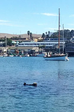 PLAYFUL OTTER: The seals and sea otters in Morro Bay are pretty unfazed by the presence of humans. One especially cute otter followed us most of our way back to shore. - PHOTO BY PETER JOHNSON