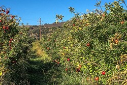 APPLE AISLE:  An orchard at SLO Creek Farms is one of the freshest produce aisles you can find. - PHOTO BY TREVER DIAS