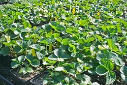 RIPENING IN PROGRESS: They’ve got pretty white and yellow flowers now, but will soon grow into sweet-tart strawberries worthy of a spring dessert. - PHOTO BY HAYLEY THOMAS CAIN