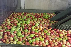 GOOD SEEDS: Every day is apple season at Gopher Glen Apple Farm, where the Smith family works day in and day out to care for their 50-acre organic apple orchard. - PHOTO COURTESY OF GOPHER GLEN
