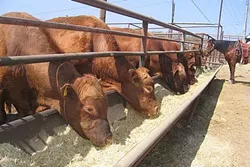 AG LAG: The state’s severe drought pushed the sale of cattle to historic lows in SLO County, while wine grape production continued to boom. - FILE PHOTO