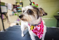 PAMPERED PET :  Lulu gets the royal treatment, bows and all, at the Golden Paw&mdash;a place where you can spend your money and your fur baby gets all the glory. - PHOTO BY JAYSON MELLOM