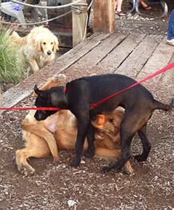 PLAY!: These pups became best friends on the spot and played relentlessly at Bang the Drum Brewery’s Puppy Love event. - PHOTO BY PETER JOHNSON