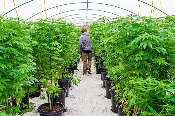 OUT OF REACH State Assemblyman Jordan Cunningham (R-Templeton) says a loophole in the Adult Use of Marijuana Act could endanger California’s children. He’s hoping to close it with a proposed bill. - FILE PHOTO BY JAYSON MELLOM
